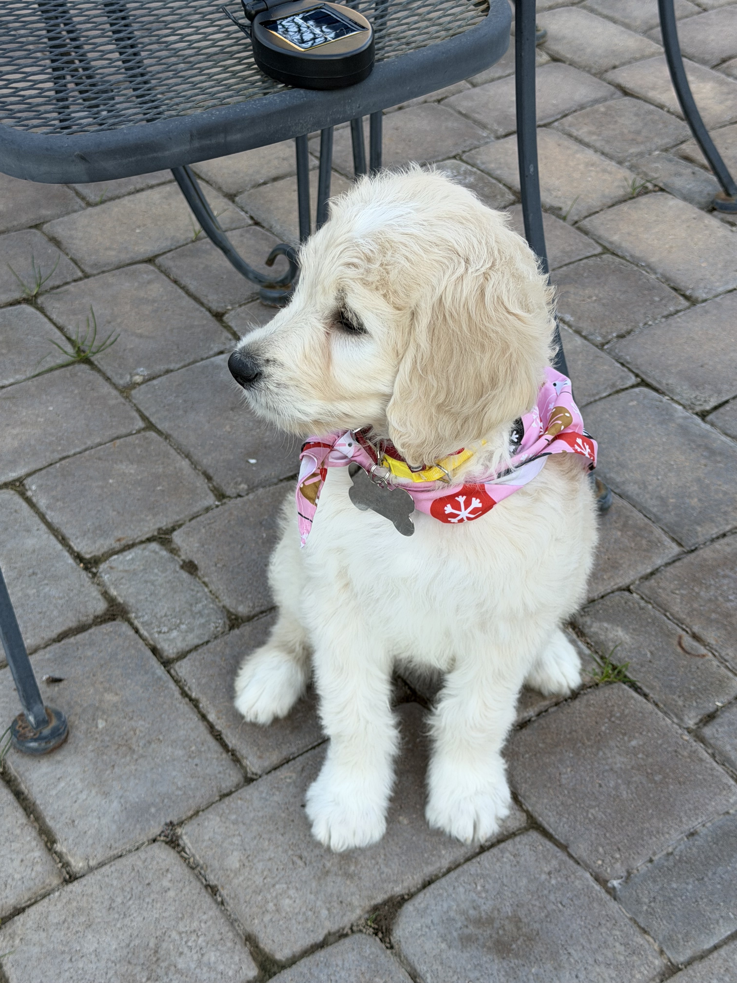 Churro the goldendoodle
